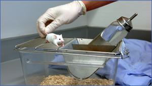ADME testing in rodents (non-GLP)